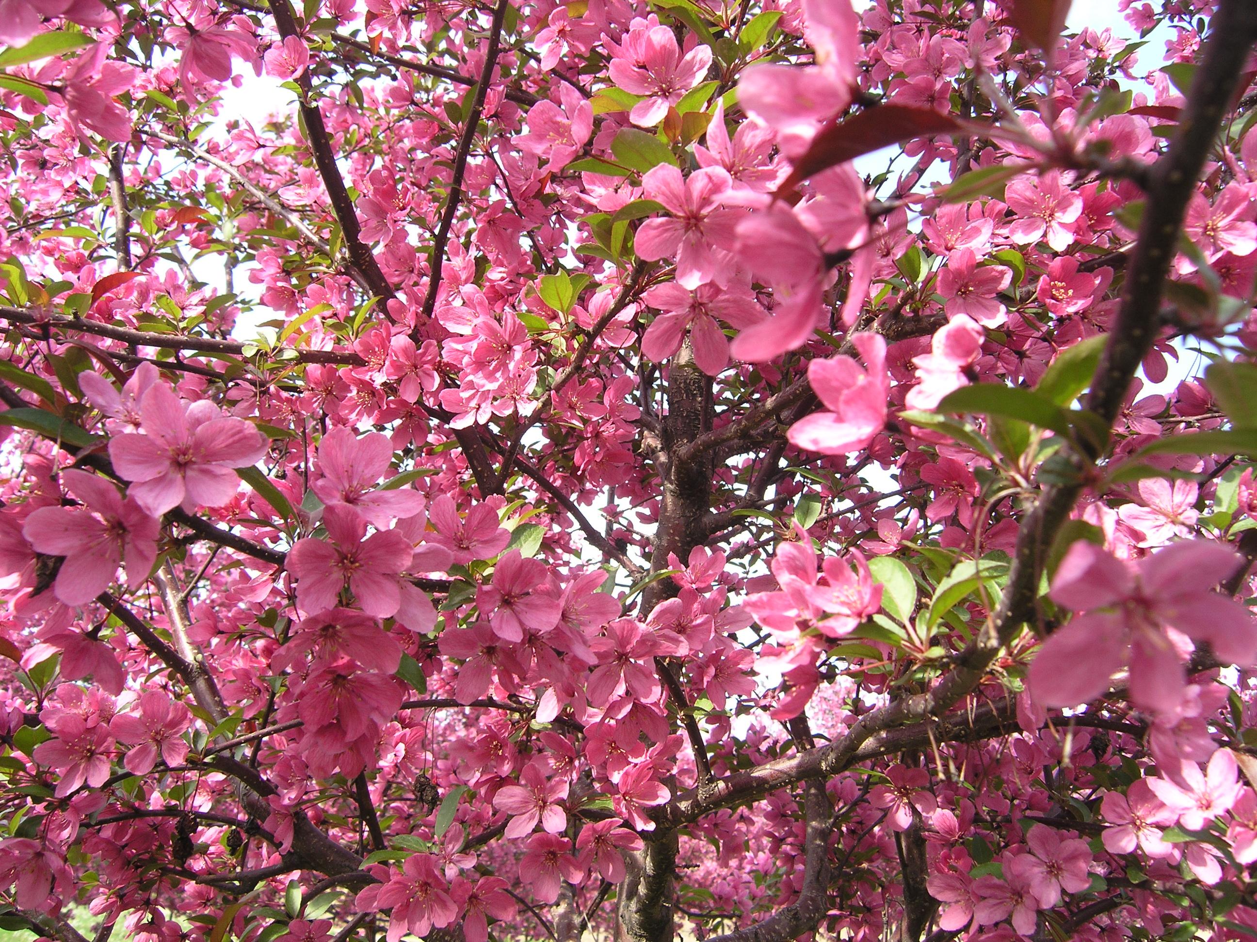 Malus ‘Prairifire’